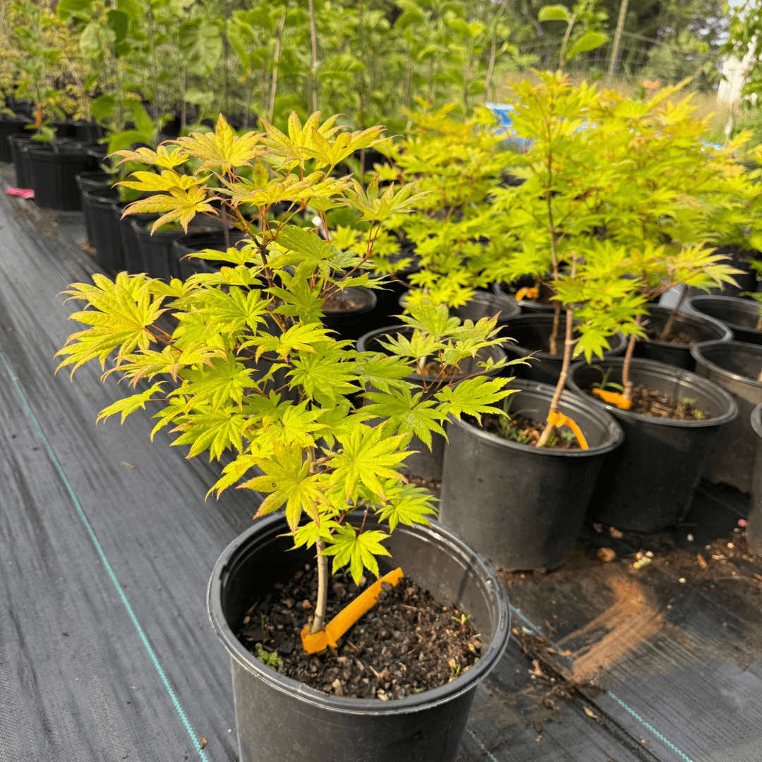 Eye-catching spring color shifts to bright chartreuse in summer and red in fall. A perfect accent tree for patios, borders, or shaded garden areas