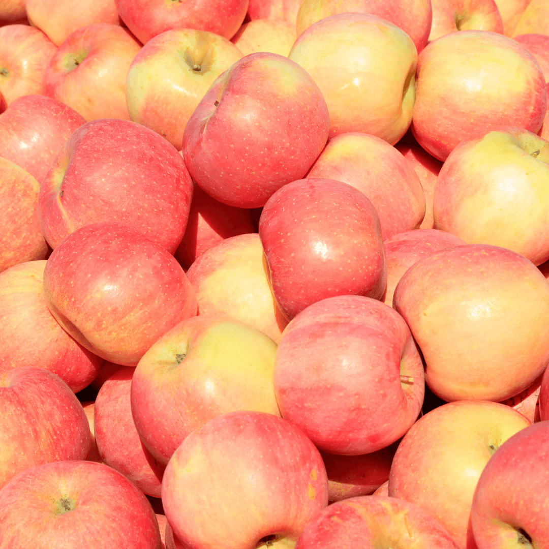 Apple Fuji tree with crisp, red apples hanging from green leafy branches, known for its sweet flavor and juiciness.