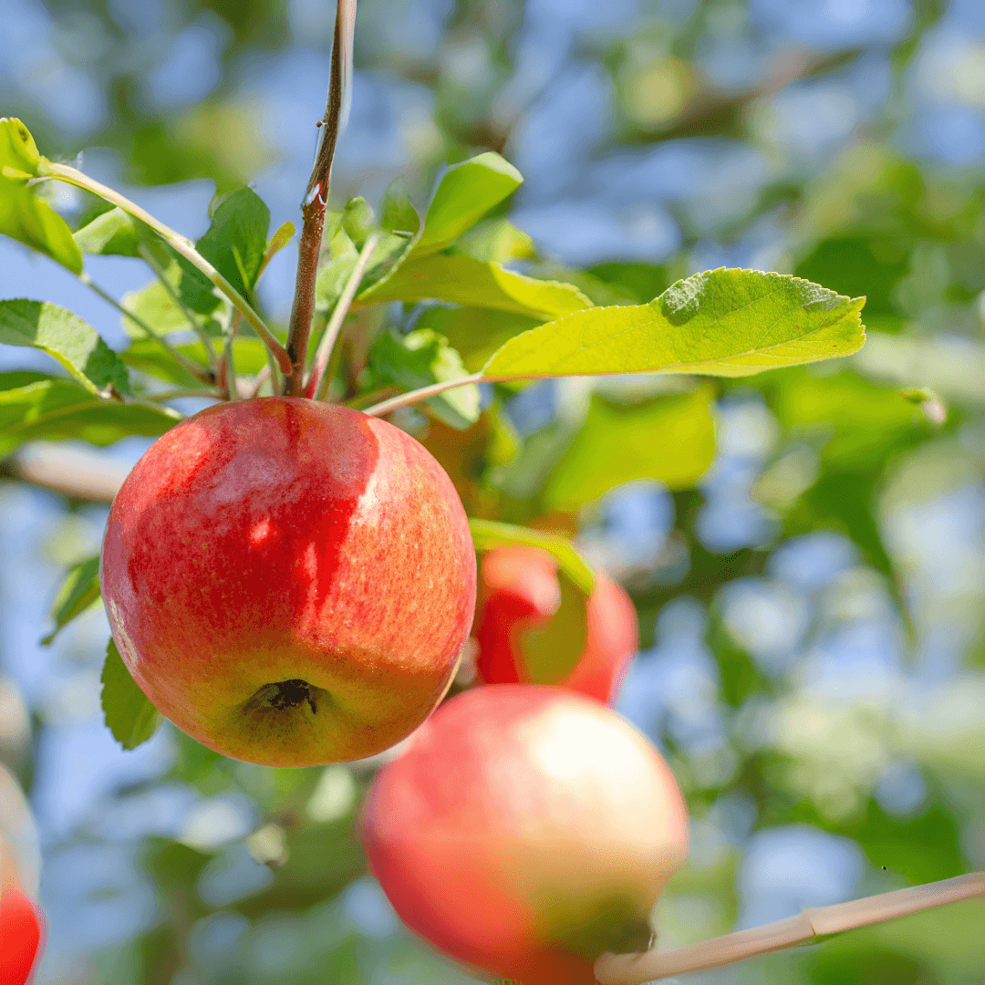 Apple Gala tree with crisp, red-yellow apples hanging from green foliage, ideal for home orchards and fresh eating.