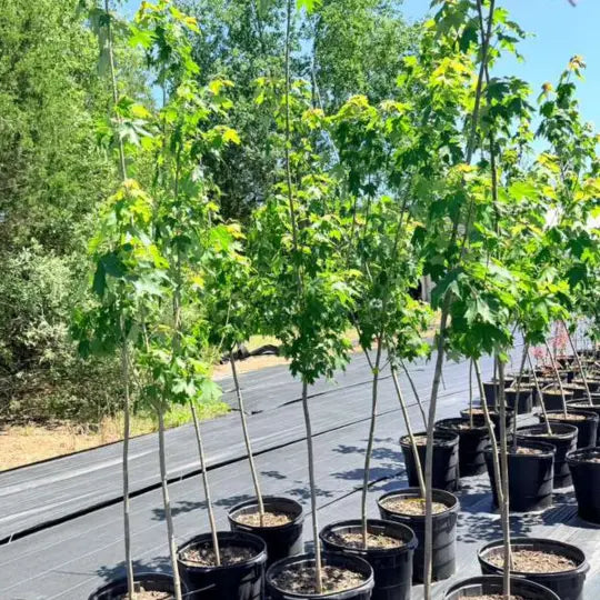 Columnar Armstrong Maple shade tree in landscape setting