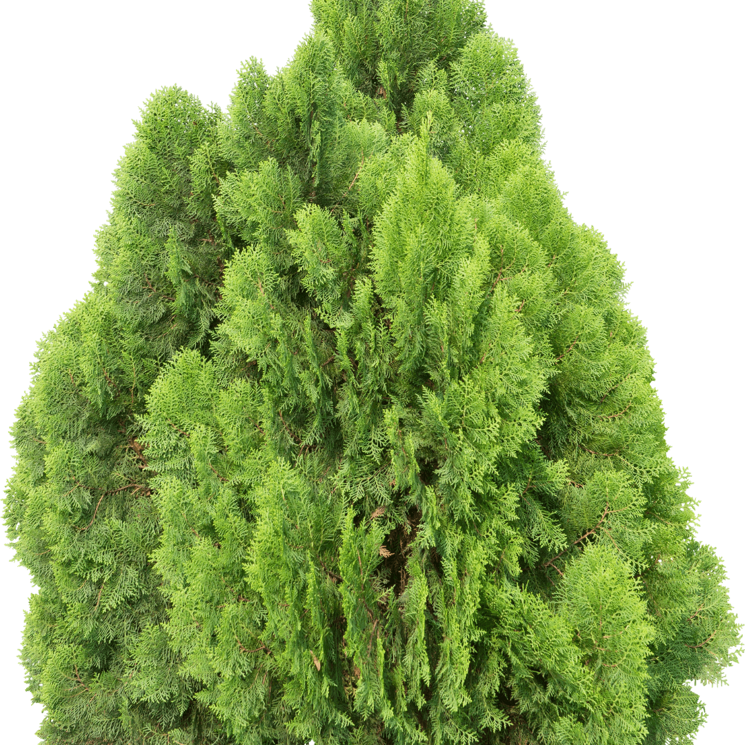 Caroline Sapphire Cypress with vibrant blue-green foliage, perfect for landscaping and ornamental use.