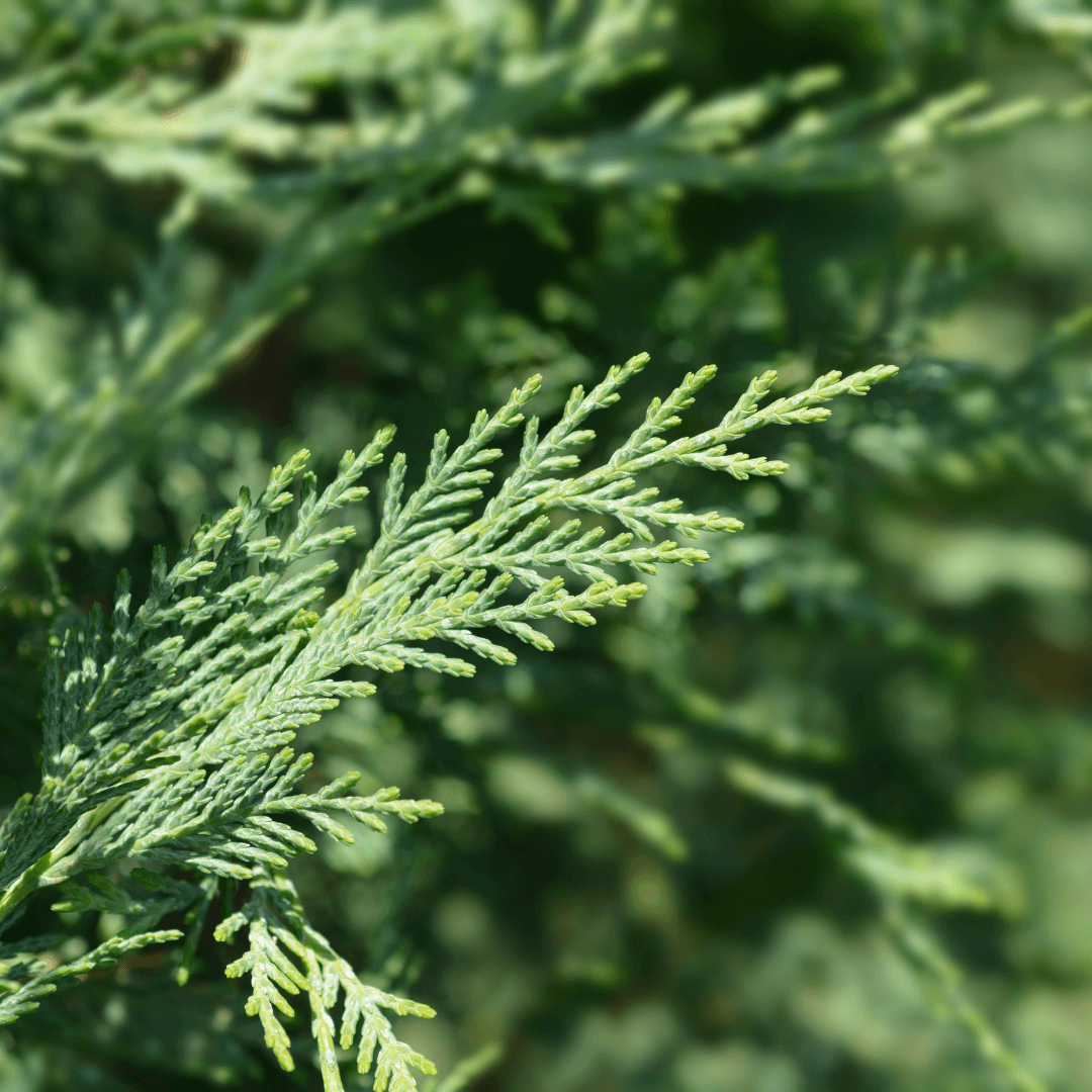 Caroline Sapphire Cypress conifer shrub used in landscape design for year-round color