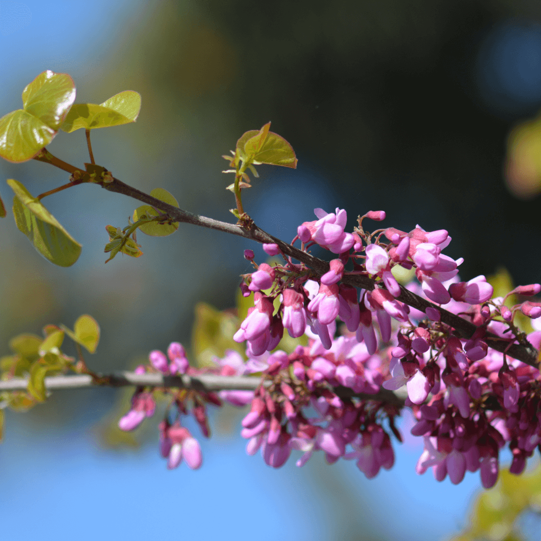 Burgundy Hearts Redbud tree with deep purple-red heart-shaped leaves, perfect for ornamental landscaping.