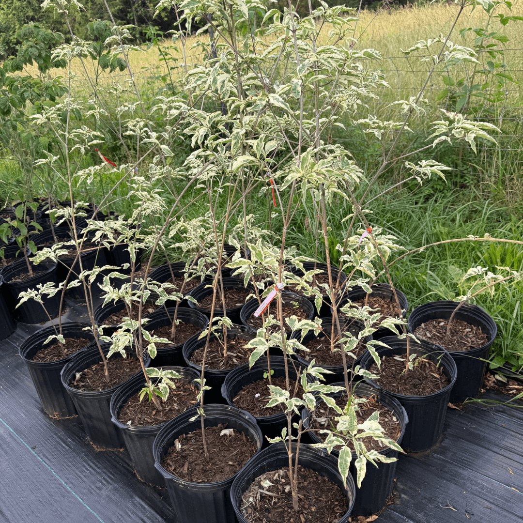 Cornus kousa 'Summer Fun'