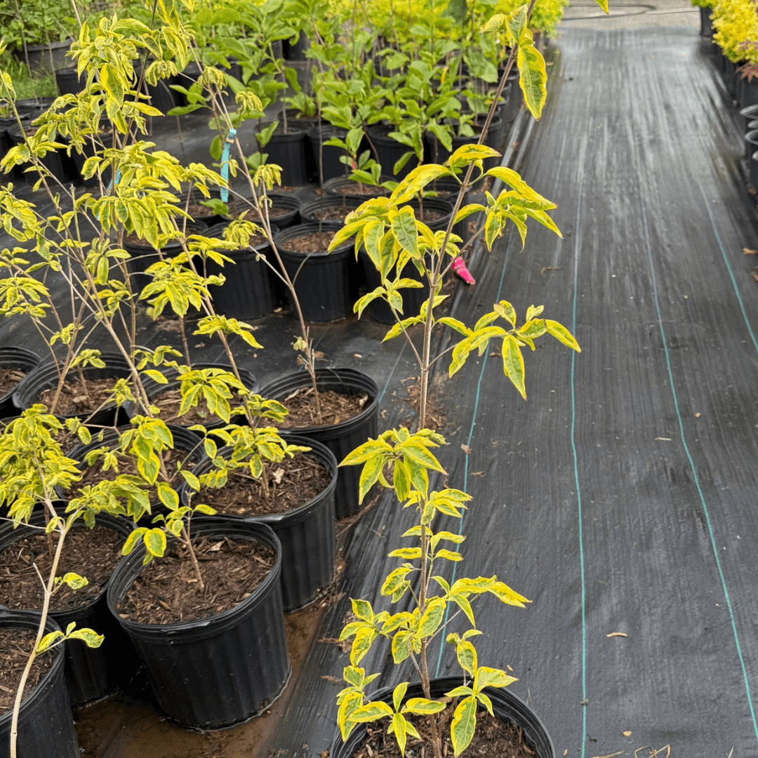 Ornamental Dogwood Tree with Golden Foliage for Gardens and Landscapes