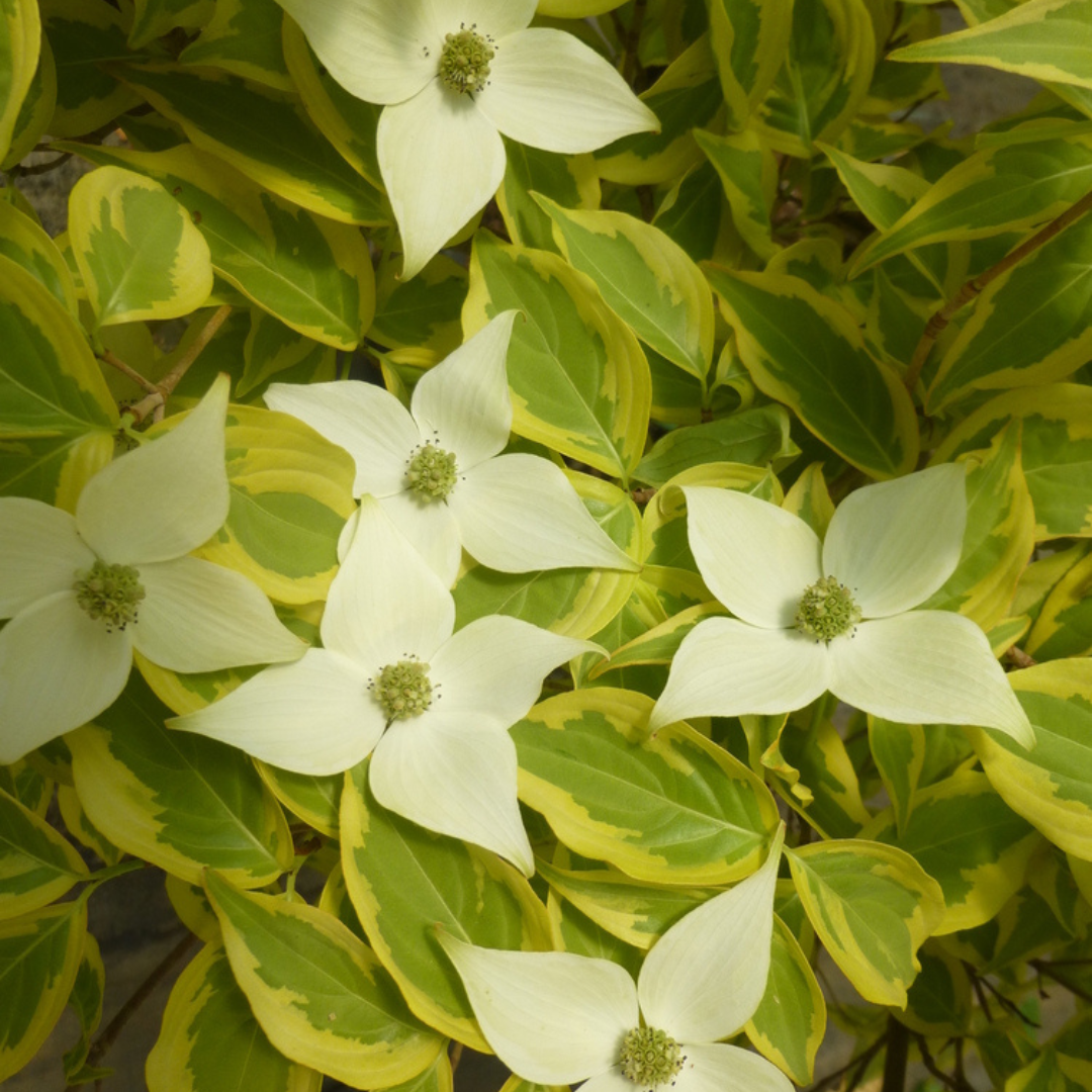 Summer Gold Dogwood tree with vibrant golden-yellow and green variegated leaves, perfect for ornamental landscaping.