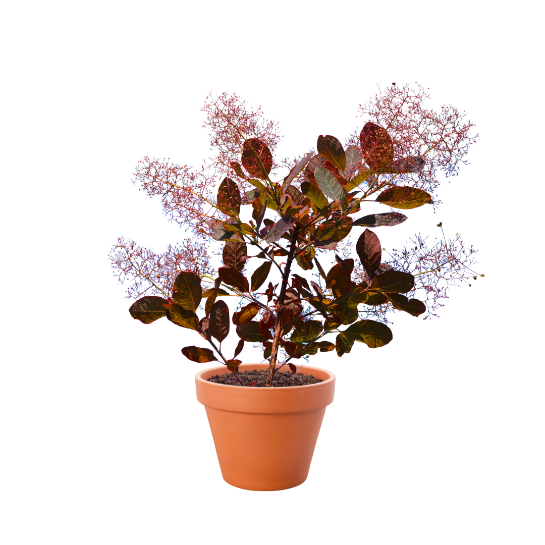 Cotinus coggygria 'Royal Purple' (Royal Purple Smokebush)