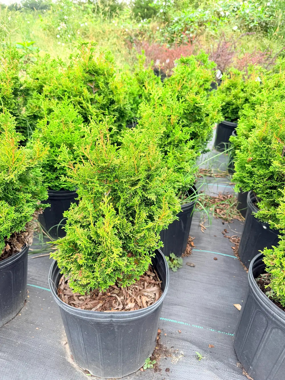 Cypress Dwarf Hinoki