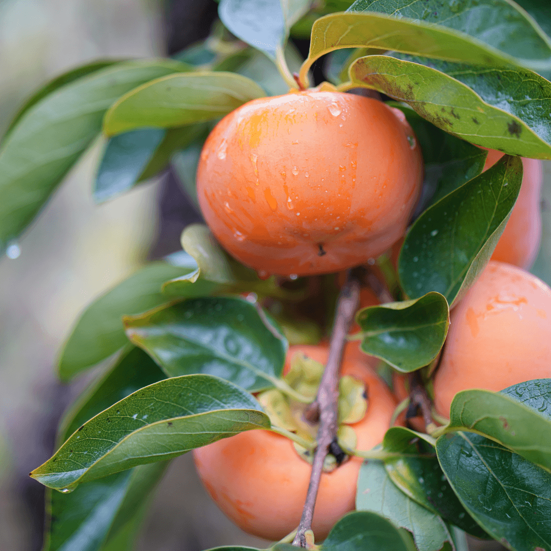 Diospyros virginiana (Common Persimmon)