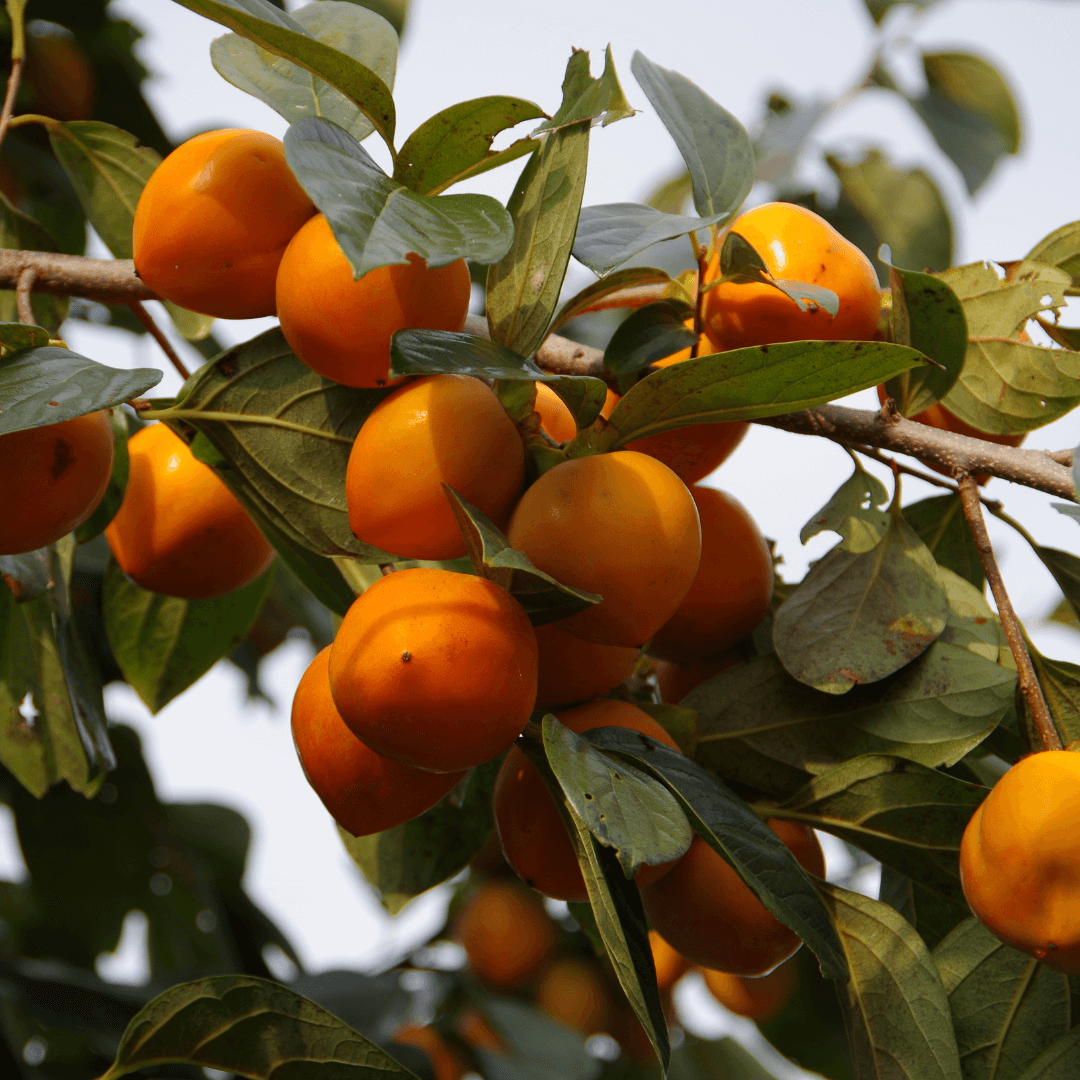 Diospyros virginiana (Common Persimmon)
