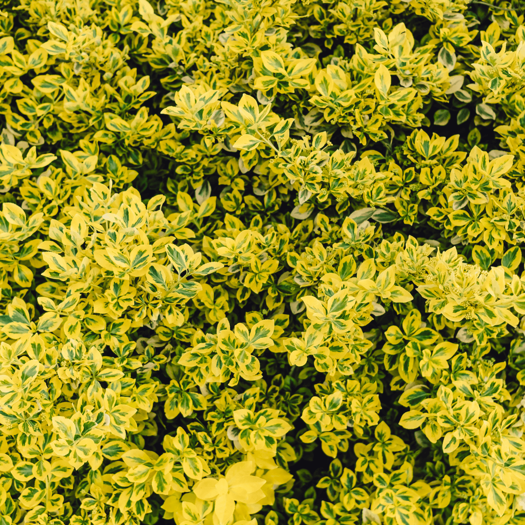 Golden Euonymus shrub with vibrant yellow and green variegated leaves, perfect for decorative hedges and borders.