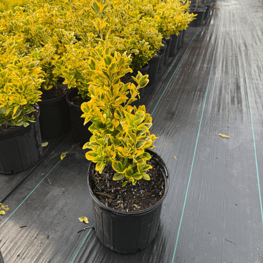Golden Euonymus shrub with vibrant yellow and green variegated leaves, low-maintenance ornamental plant for landscaping and borders