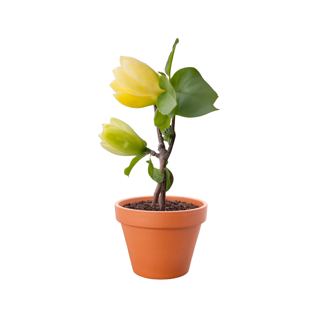 Magnolia Honey Tulip tree with large, tulip-shaped golden-yellow blooms and lush green foliage, perfect for ornamental landscaping.