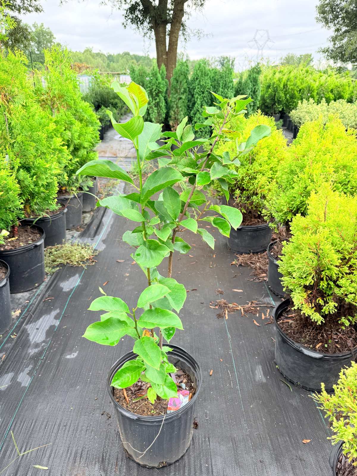Magnolia Genie