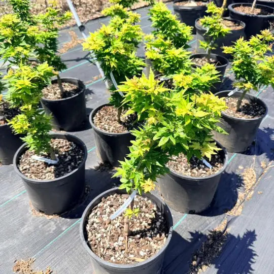 Compact Japanese Maple ideal for small gardens and containers