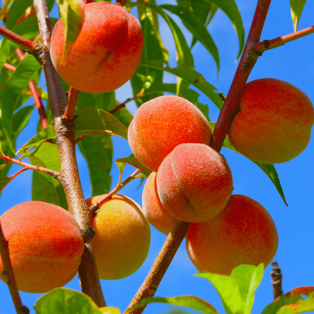 Peach Contender tree bearing juicy, yellow-fleshed peaches, ideal for home orchards and cold climates.