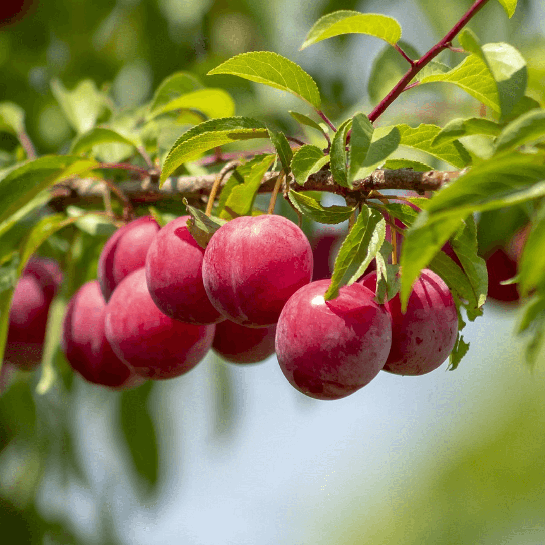 Plum Santa Rosa tree with vibrant pink blossoms and sweet, juicy fruit, perfect for home orchards.