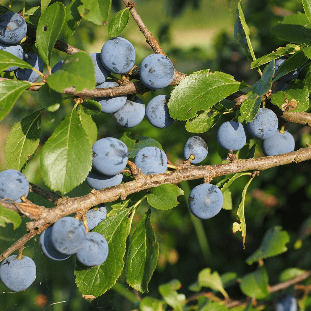 Plum Santa Rosa tree with ripe deep purple fruits hanging from green leafy branches