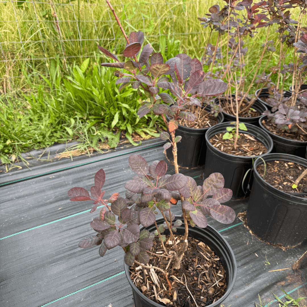 Royal Purple Smokebush with deep purple foliage and airy, smoke-like flower plumes, adding vibrant color to landscape gardens.