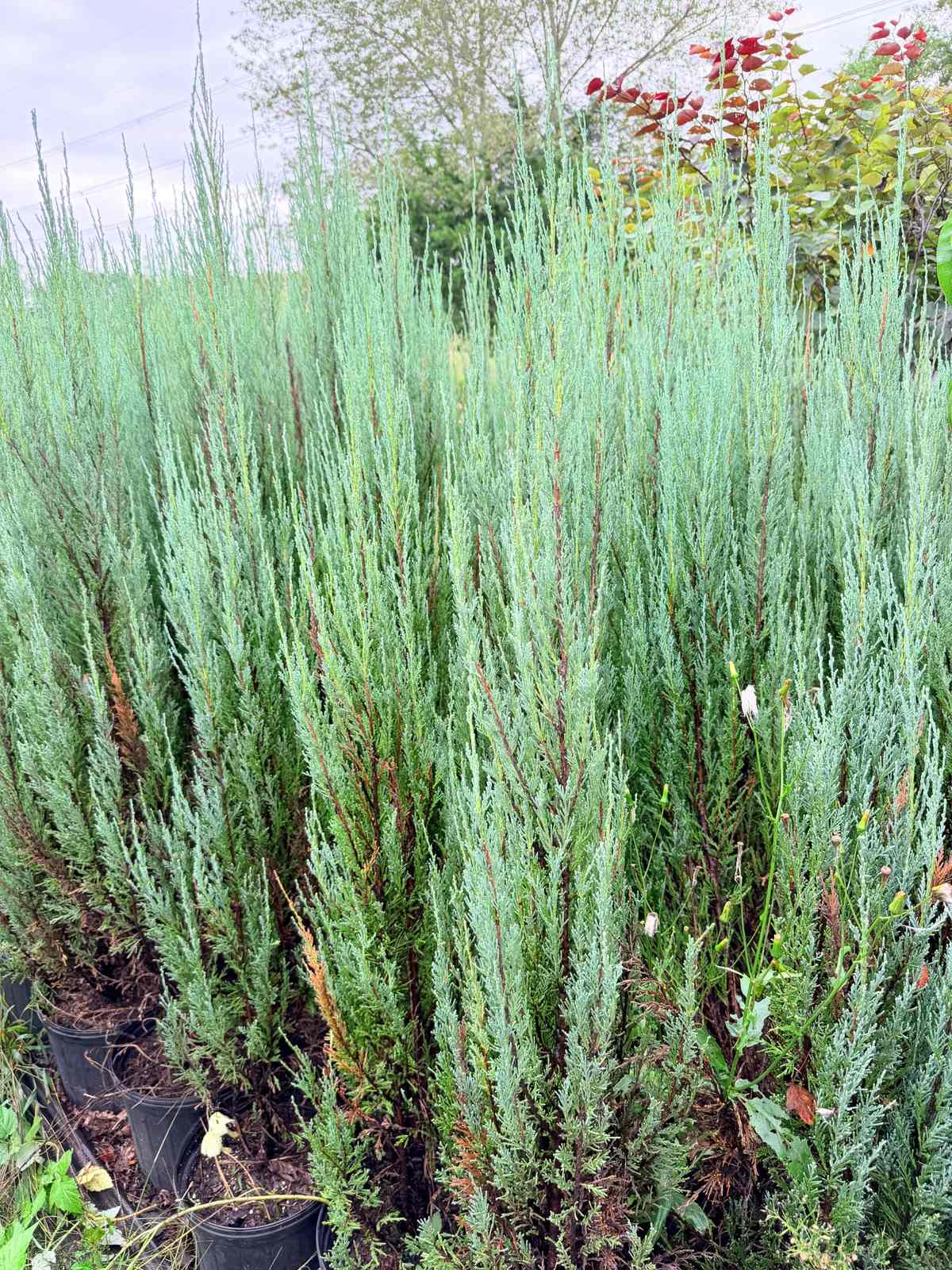 Healthy Sky Rocket Juniper with tall, narrow growth and silvery-green foliage, growing in nursery pots.