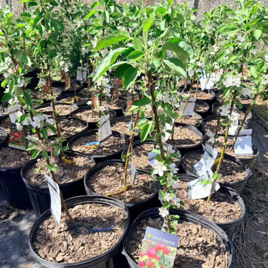 Sweet Treat apple plants in nursery pots with blossoms