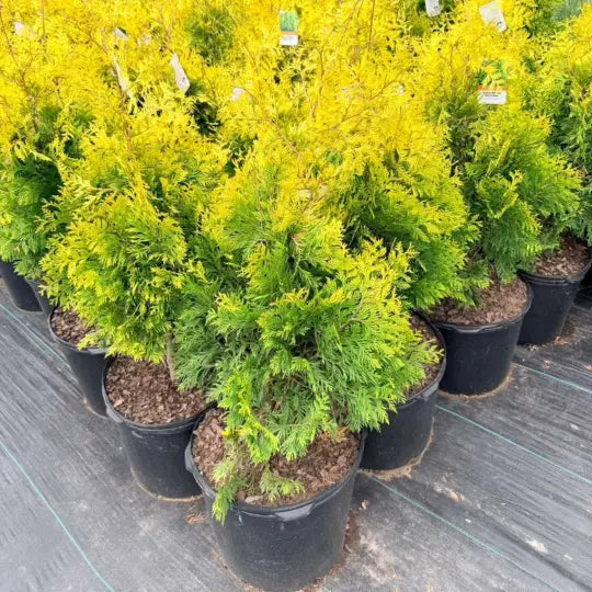 Yellow Ribbon Arborvitae with golden foliage in landscape garden