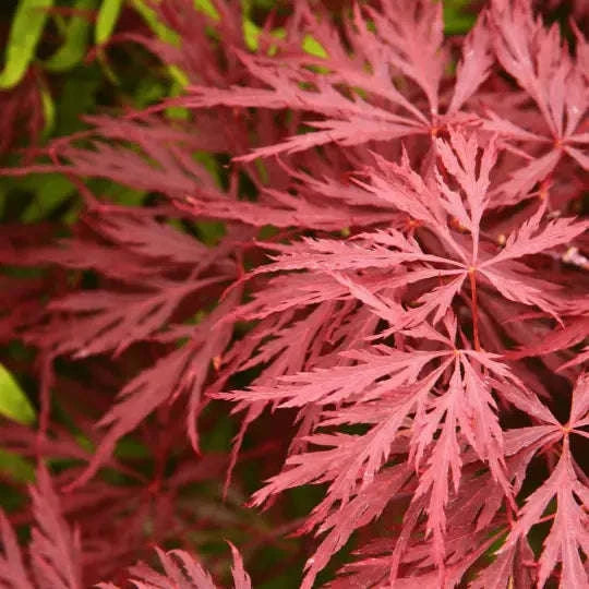 Acer Dissectum Orangeola Garden Delight Center