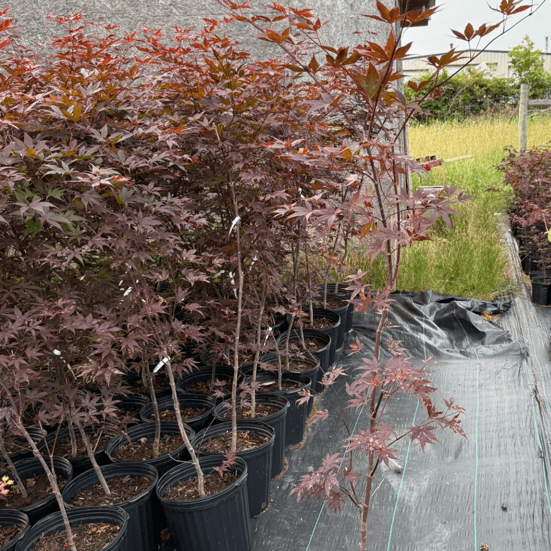 Stunning fall foliage of Emperor I Japanese Maple showing vibrant red tones in a low-maintenance garden design