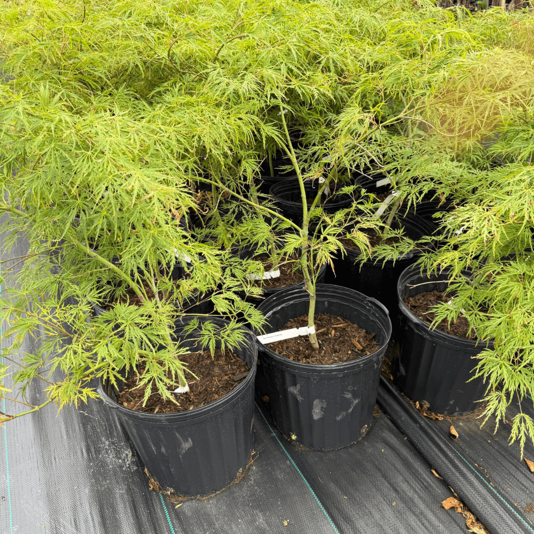 Acer palmatum 'Waterfall' Japanese Maple with cascading green foliage turning golden-yellow and orange in fall, ideal dwarf ornamental tree for containers and small garden landscapes