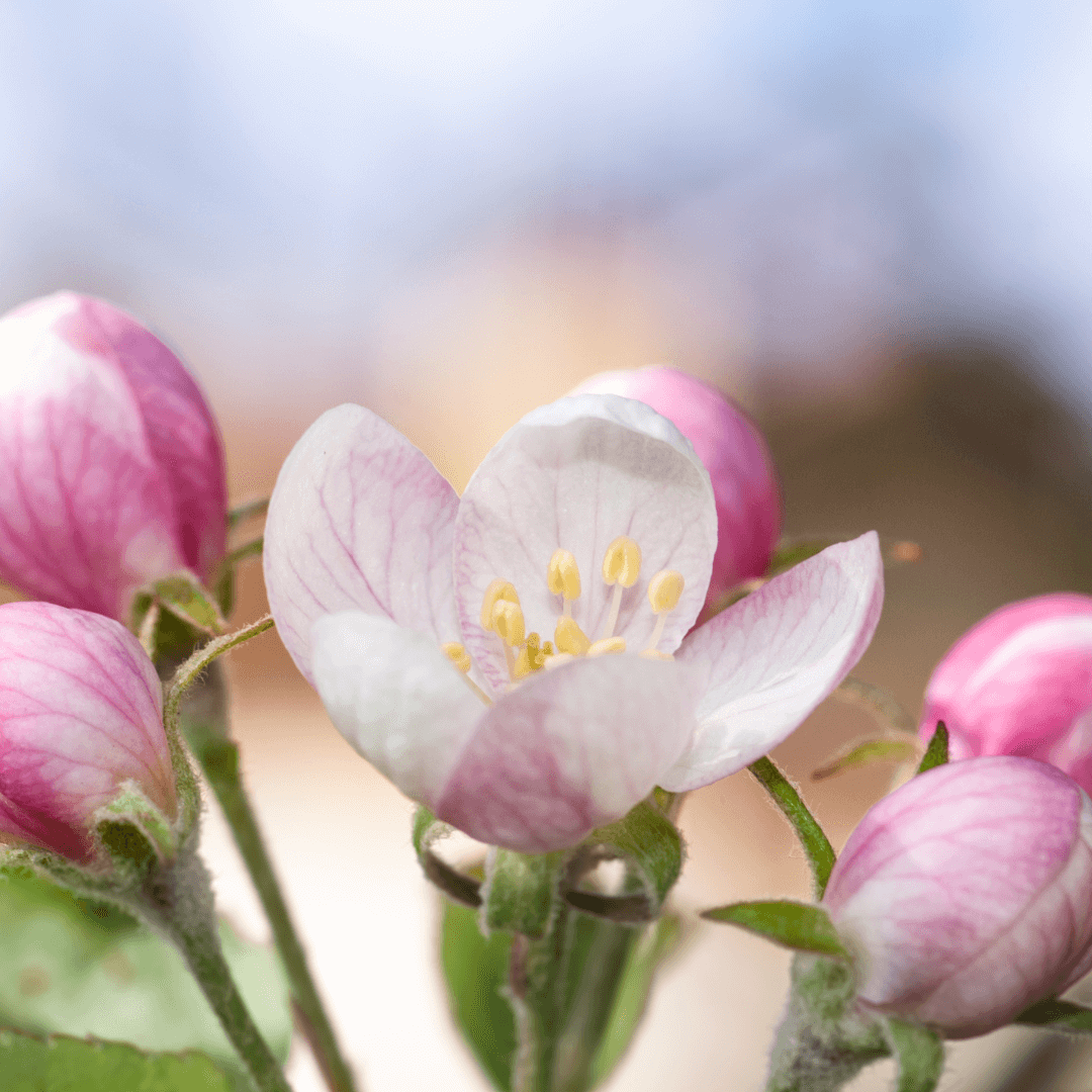 Apple Granny Smith tree with vibrant green fruit, known for its tart flavor and crisp texture.