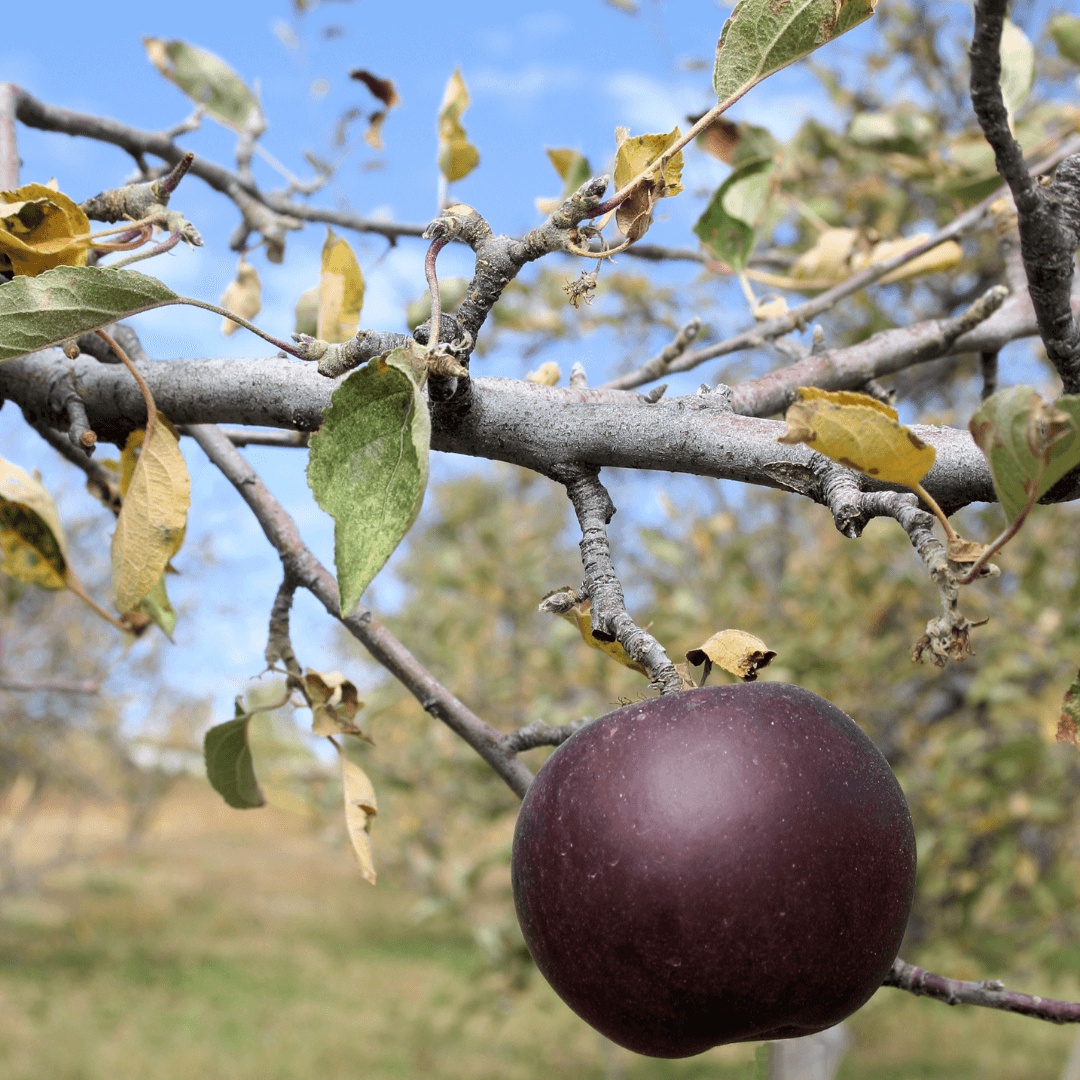 Semi Dwarf Arkansas Black Apple tree with dark red apples and compact growth, ideal for small orchards and home gardens.