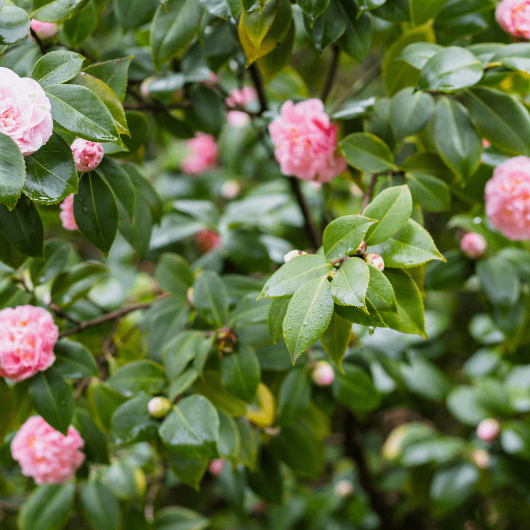 April Dawn Camellia with soft pink blooms and glossy green foliage, perfect for ornamental gardens and landscapes.