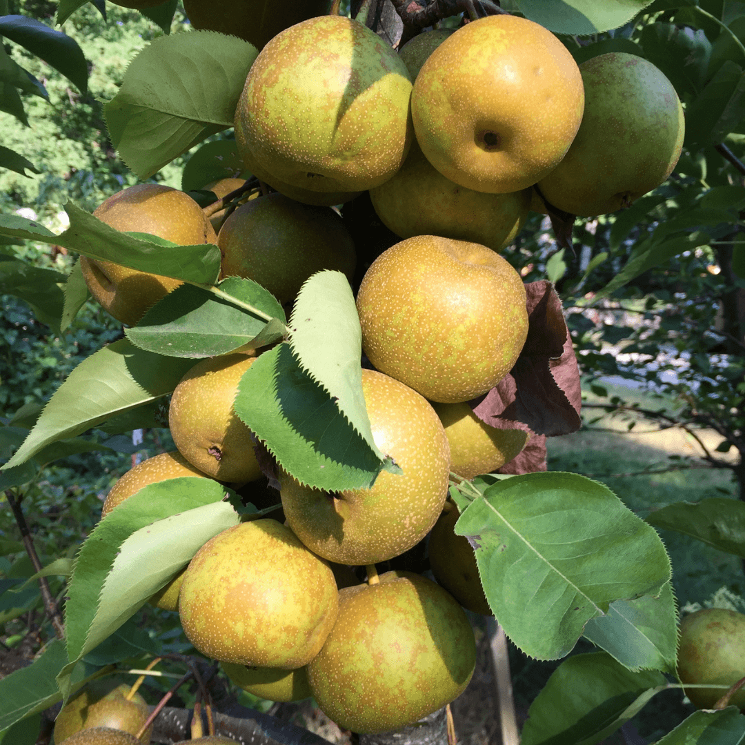 Asian Pear tree with round, crisp yellow-green fruits hanging on branches against green leaves