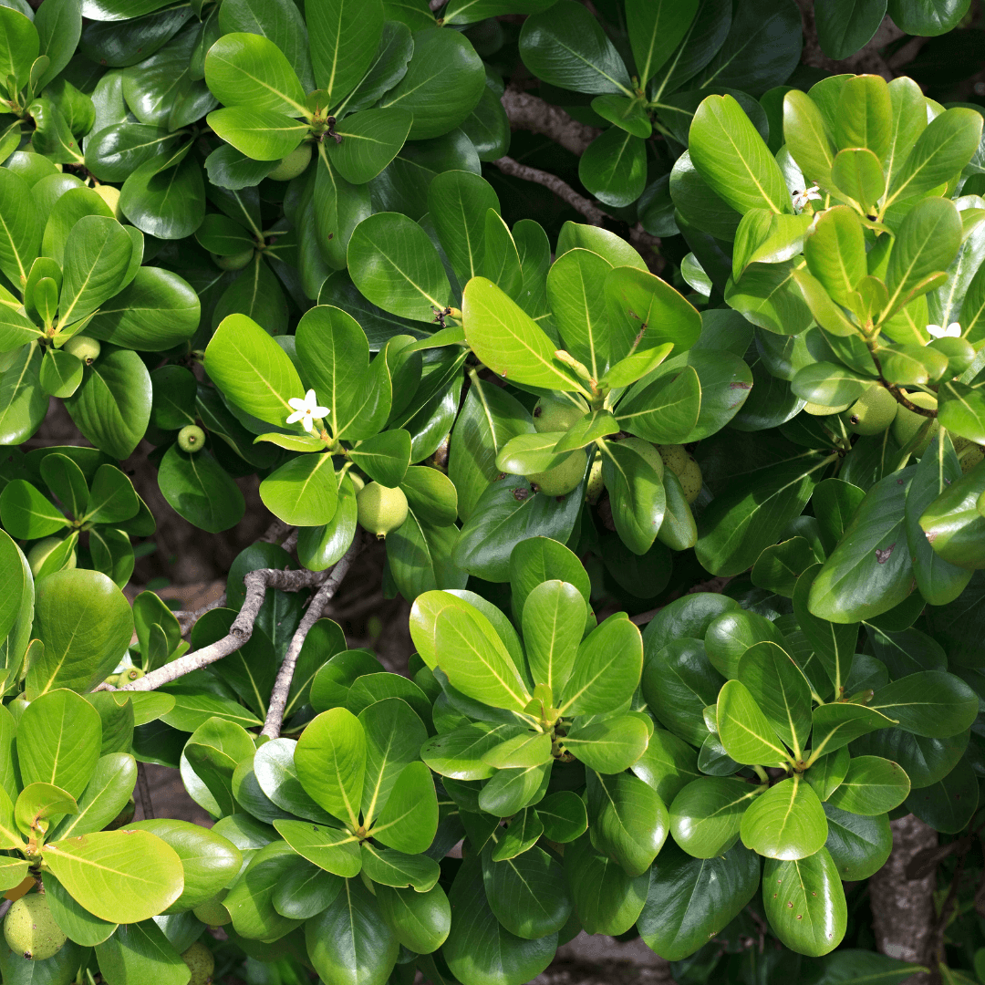 Carissa Holly shrub with dense green foliage and vibrant red berries, perfect for hedges and ornamental landscaping.