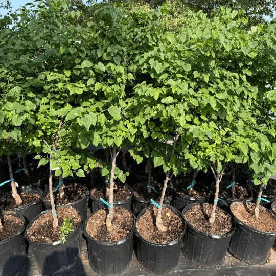 Cercis Canadensis 'Ace of Hearts' Garden Delight Center
