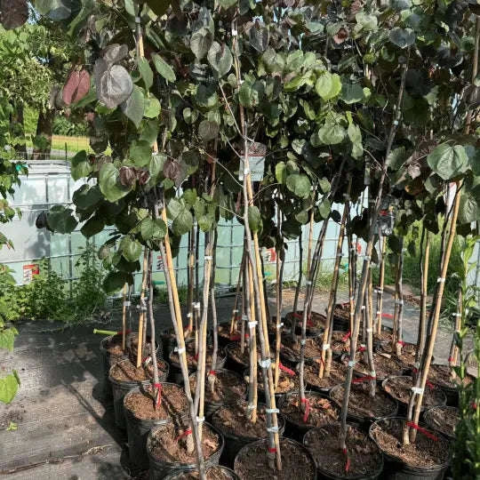 Cercis Canadensis 'Merlot' Garden Delight Center
