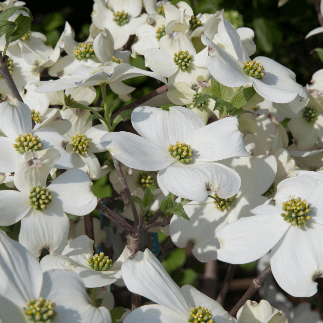 Cherokee Princess Dogwood tree with white blossoms and glossy green leaves, perfect for ornamental landscaping.
