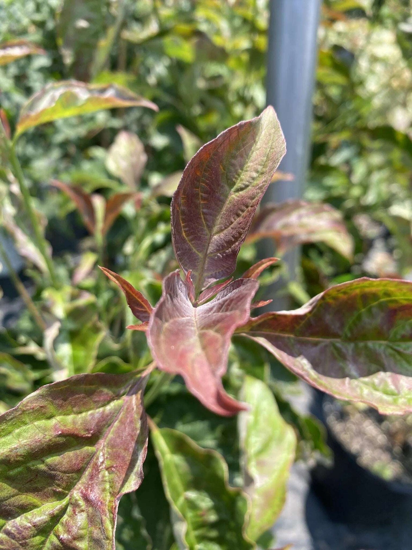 Cornus florida Ragin’ Red flowering dogwood tree with vibrant red bracts and lush green leaves, showcasing spring bloom in a garden setting.