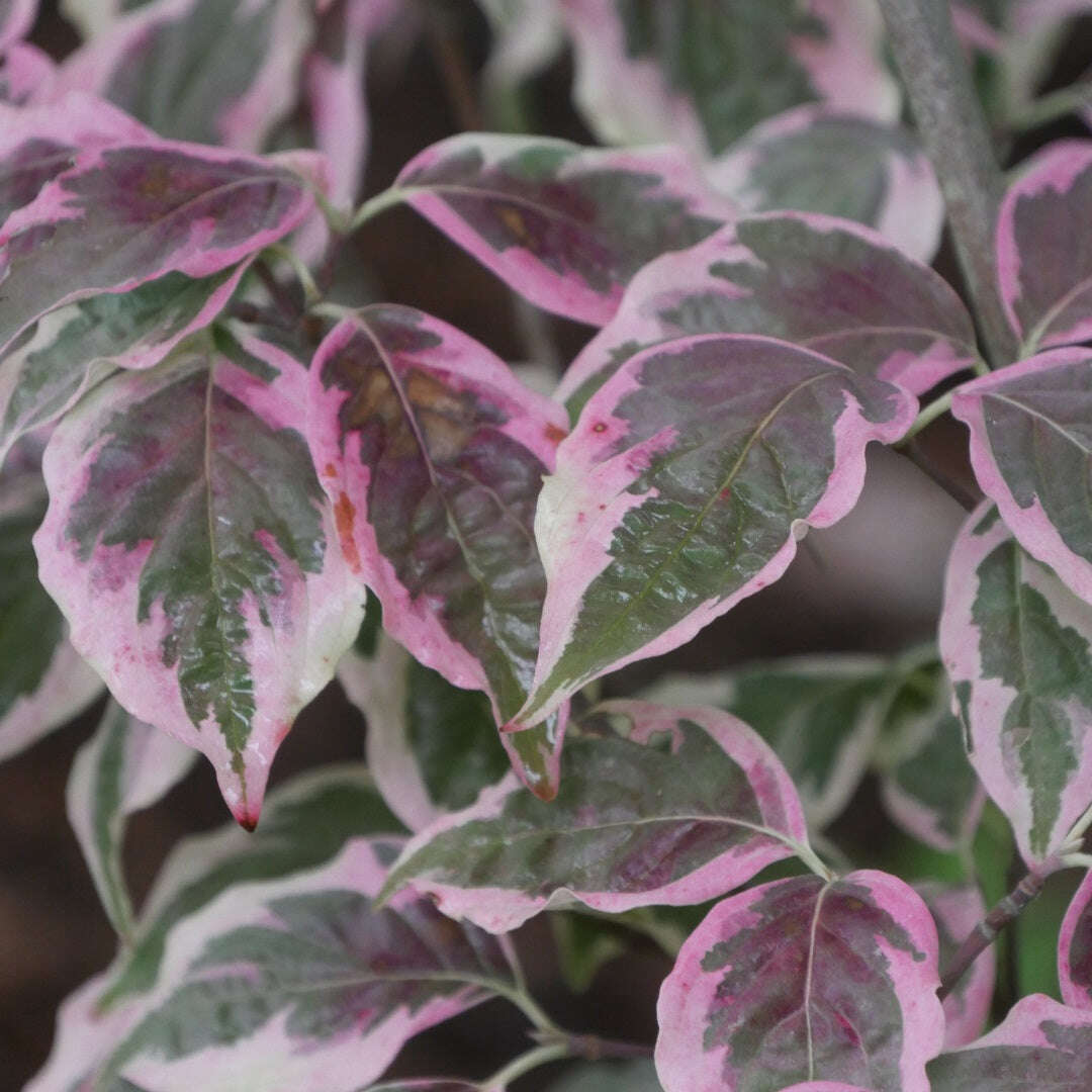 Variegated Chinese Flowering Dogwood tree with creamy white and green foliage and delicate white blossoms, perfect for ornamental landscaping.