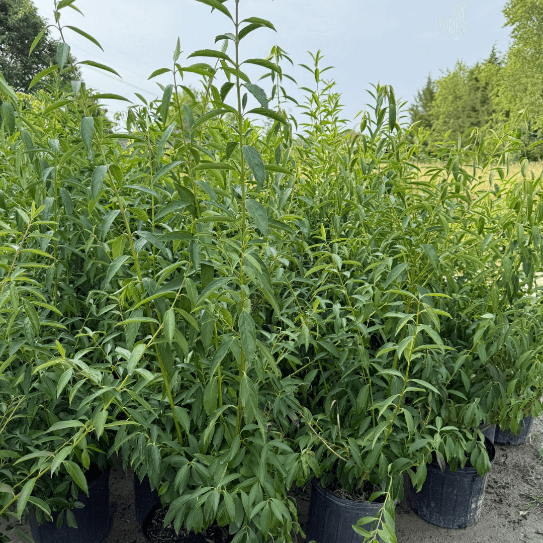 Bright yellow Forsythia flowering shrub blooming in early spring, perfect for vibrant landscape borders and easy low-maintenance garden color