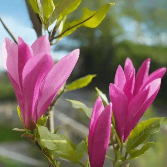 Magnolia 'Burgundy Spire' Garden Delight Center