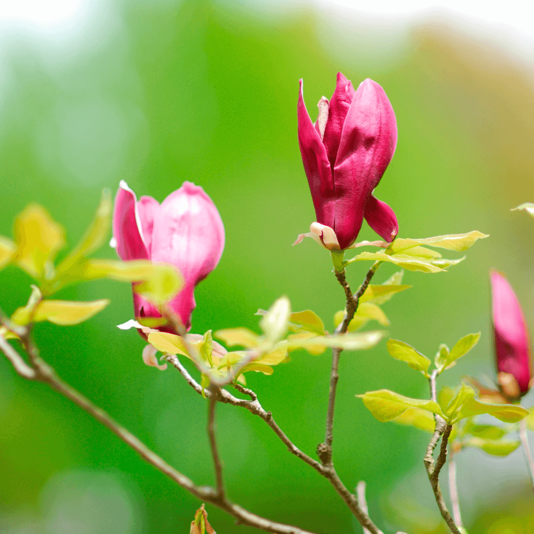 Magnolia Vulcan plant in full bloom with deep burgundy flowers in a home garden landscape setting