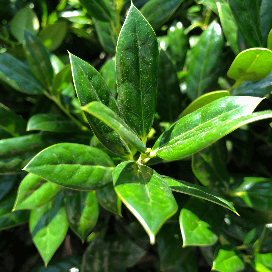 Close-up image of a vibrant Needlepoint Holly (Ilex cornuta 'Needlepoint') shrub showing its glossy, spiny evergreen leaves and bright red berries, perfect for ornamental landscaping and winter garden decoration