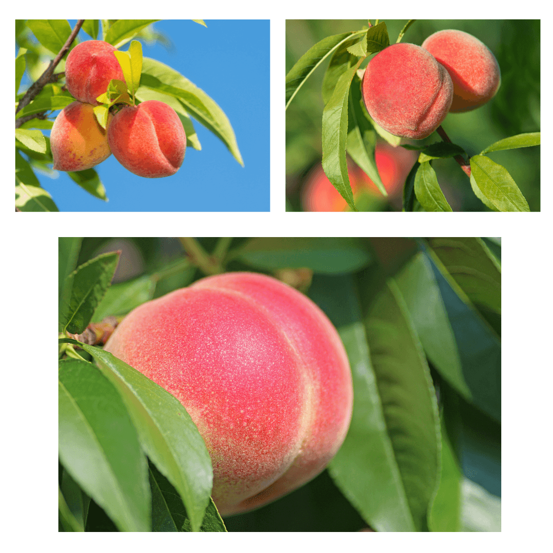 Peach Belle of Georgia tree with lush green foliage and ripe, juicy peaches known for their sweet flavor and white flesh.
