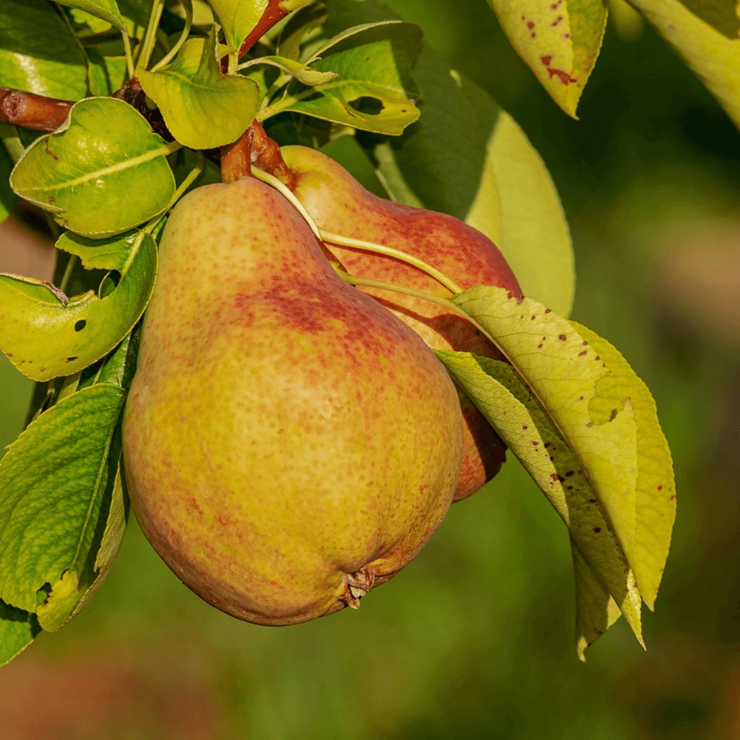 Pineapple Pear tree with vibrant green leaves and aromatic, yellow fruit, perfect for home orchards and gardens.