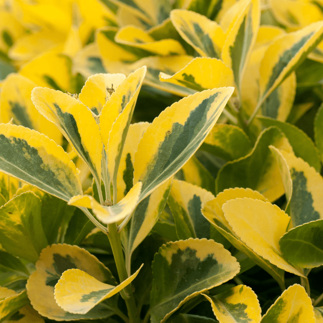 Recurvifolium Ligustrum shrub with glossy, curved green leaves, perfect for ornamental hedges and landscaping.