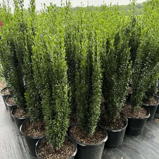 Sky Pencil Holly Plant Garden Delight Center