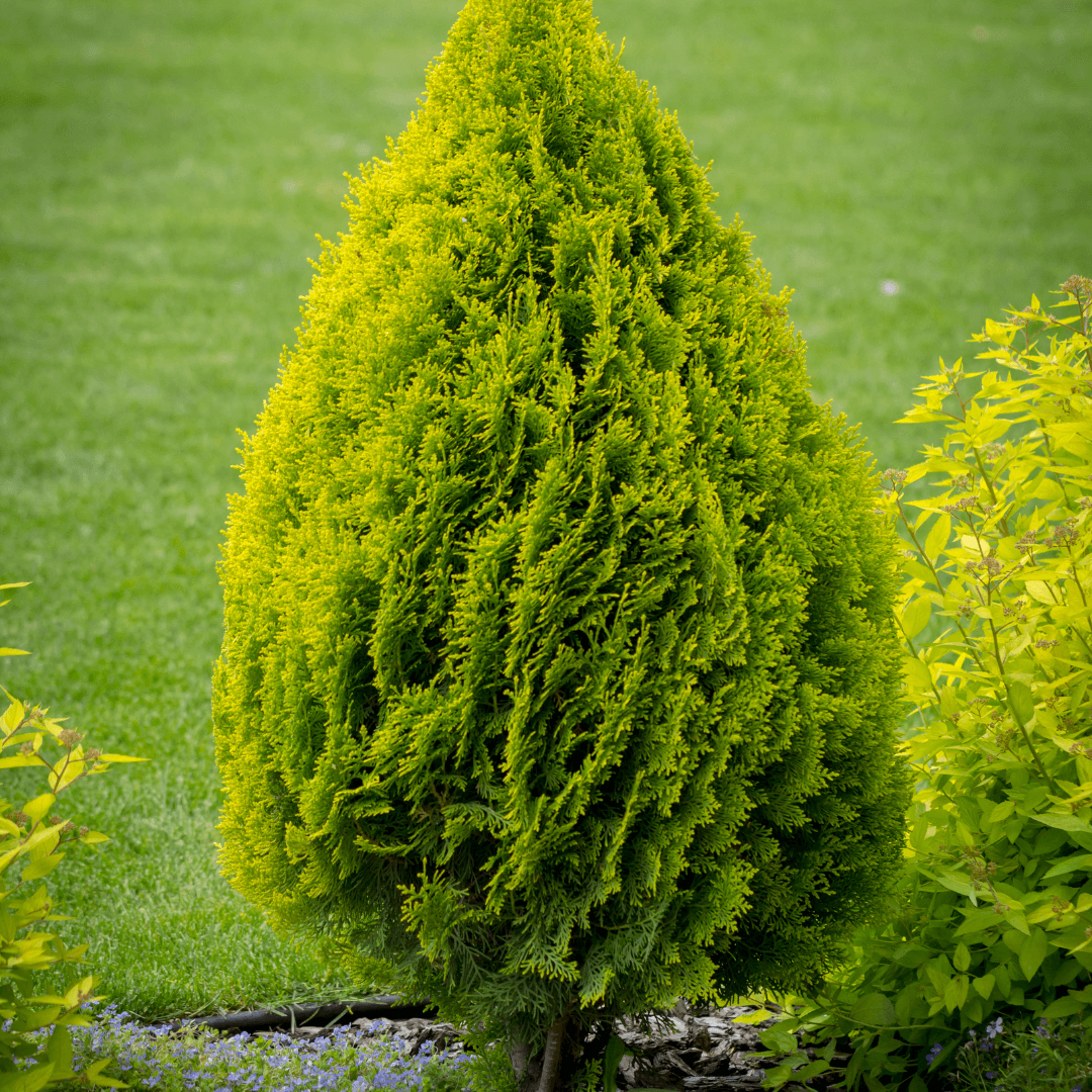 Thuja Green Giant Arborvitae plant with lush green foliage, fast-growing evergreen ideal for privacy screens and landscape hedges