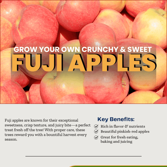 Apple Fuji Tree: A Sweet and Crisp Delight for Your Garden Garden Delight Center