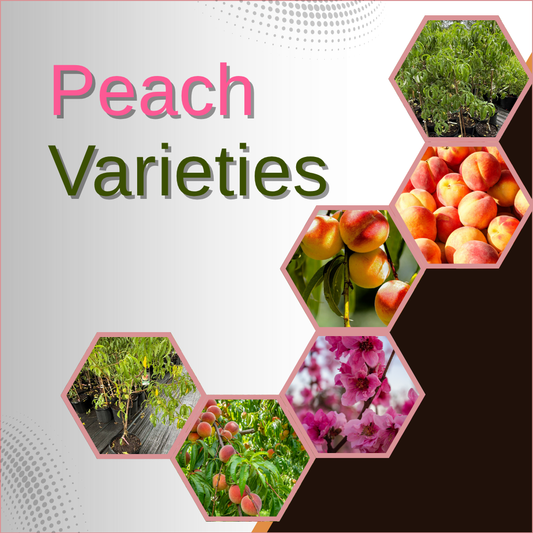 A Sweet Orchard Delight: Exploring Peach Varieties in Your Garden Garden Delight Center